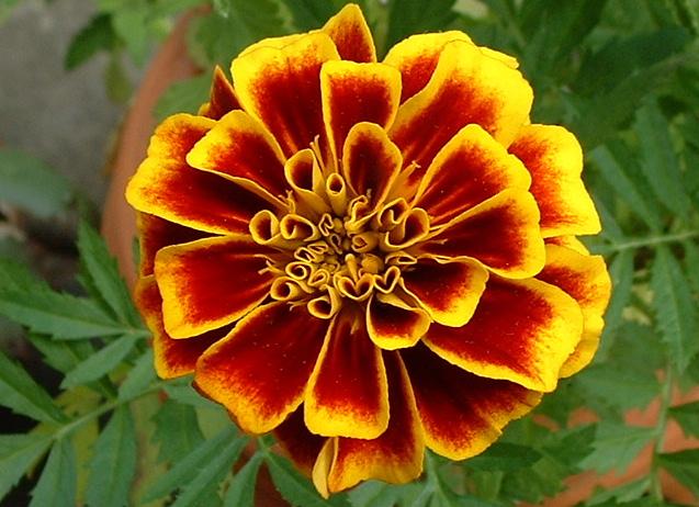 marigold for pink eye