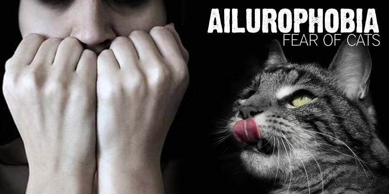 ailurophobia, fear of cats