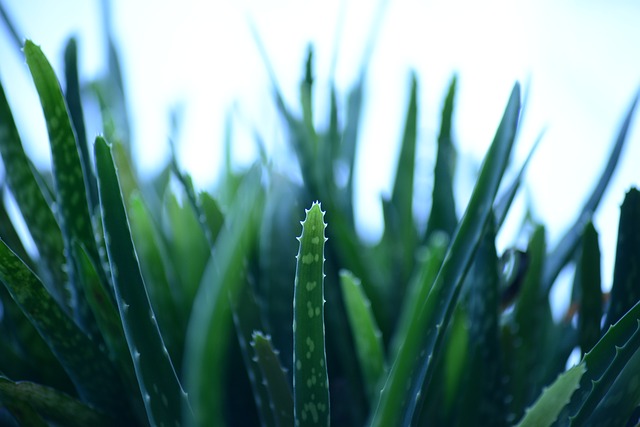 Aloe vera helps regulate blood sugar level