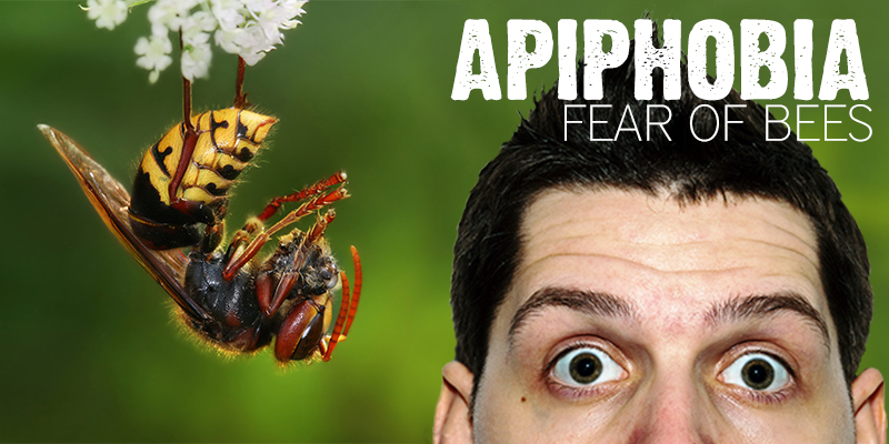 apiphobia, fear of bees