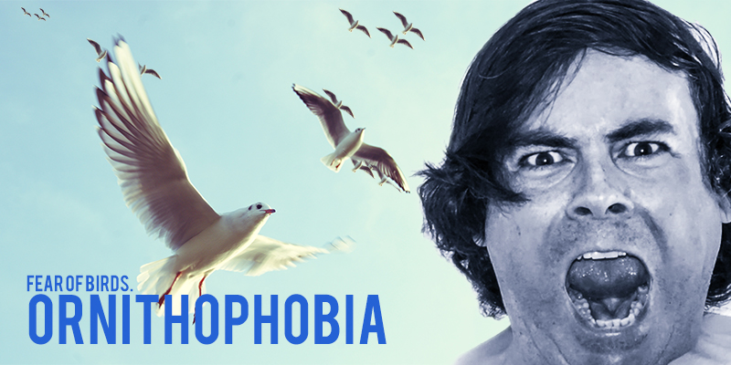 ornithophobia, fear of birds